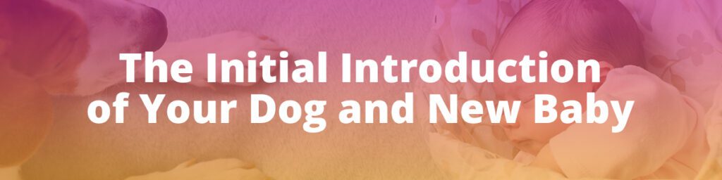 The Initial Introduction of Your Dog and New Baby